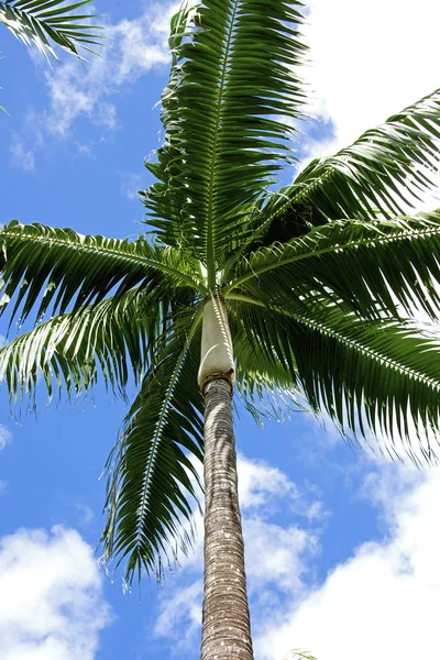 Coconut palm och sky — Stockfoto