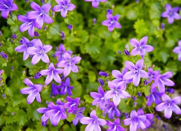 Wilde Lente viooltjes bloeien, — Stockfoto