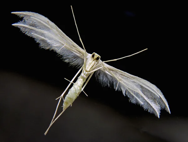 Pterophoridae borboleta da noite — Fotografia de Stock