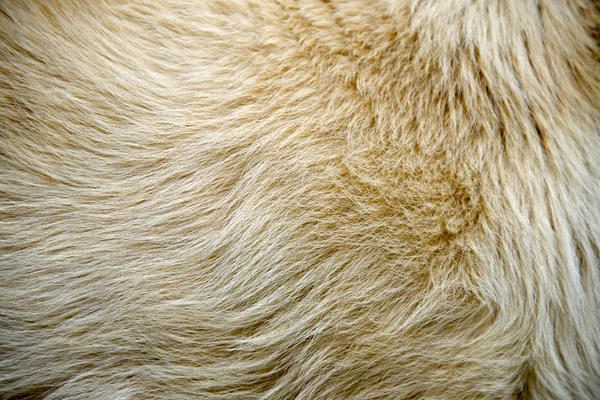 closeup of dog hair