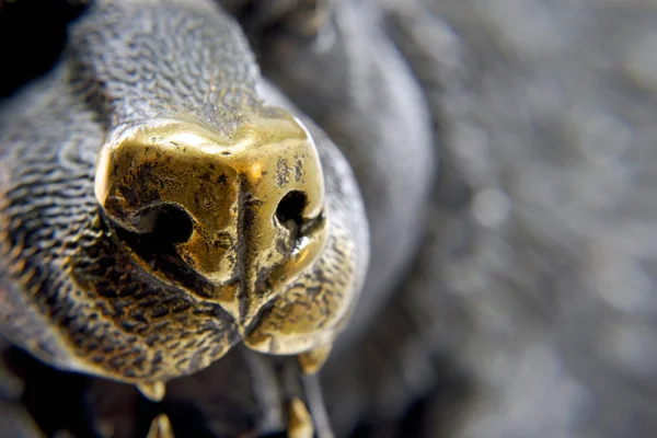 Nariz de um urso de bronze — Fotografia de Stock