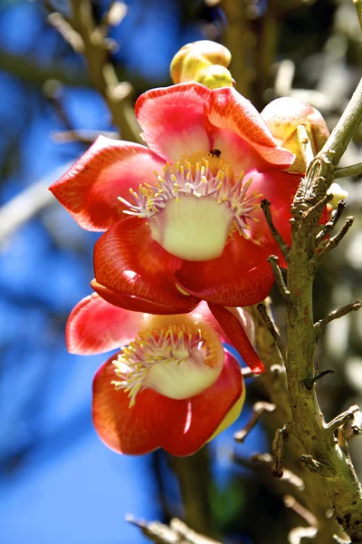 Close-up van prachtige awapuhi (toorts gember) bloem. — Stockfoto