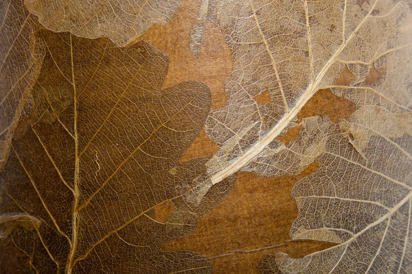 Suszonych liści tło — Zdjęcie stockowe