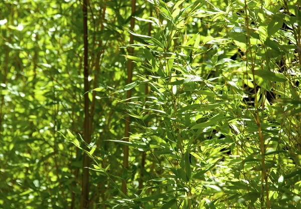Green bamboo forest — Stock Photo, Image