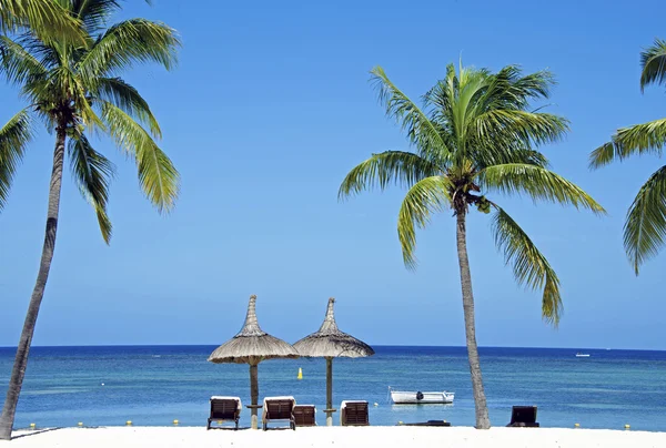 Stranden med palm tree — Stockfoto