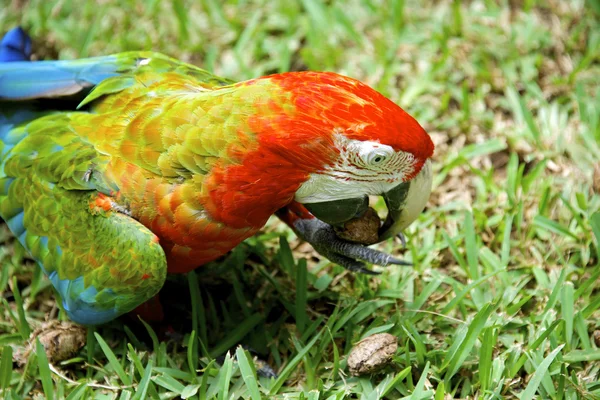 Farbenfroher afrikanischer Ara-Papagei — Stockfoto