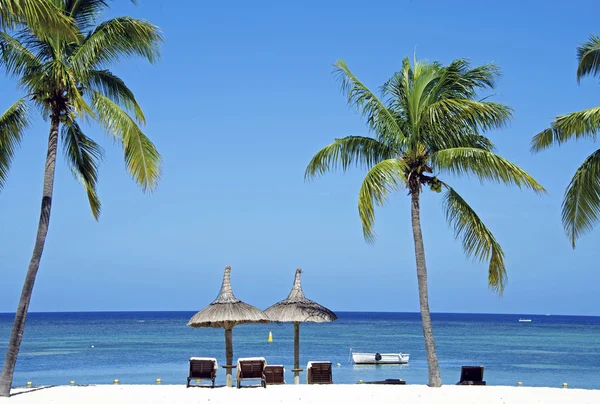 Strand met een palmboom Rechtenvrije Stockfoto's