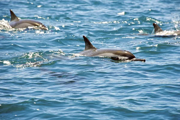 Natuurlijke dolfijnen in mauritius Rechtenvrije Stockafbeeldingen
