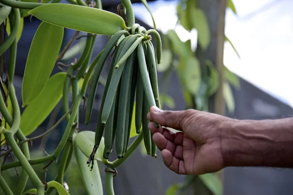 Vanilla on the vine — Stock Photo, Image