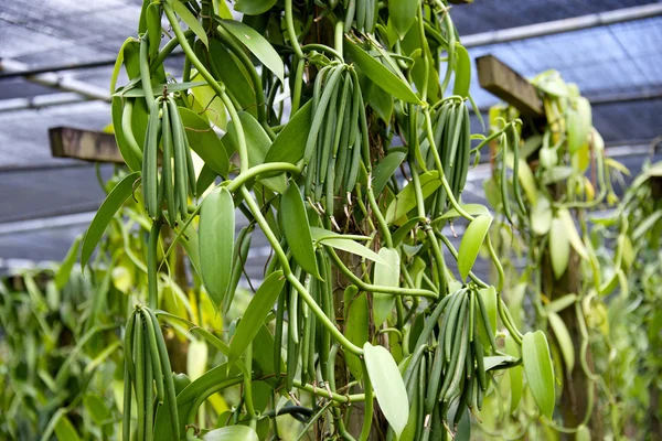 Vanille boon plantage Stockafbeelding