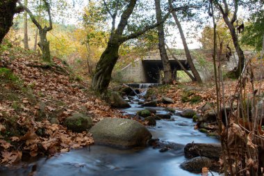 Kayalık şelaleye düşen yapraklar. Kayalık dere, nehir boyunca beslenir. Ormandaki köprü. Güzel orman ve nehir manzarası.
