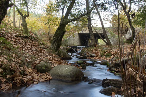 岩の多い滝に落ちた葉 岩の多い小川は川に注ぐ 森の中の橋 美しい森と川の風景 — ストック写真