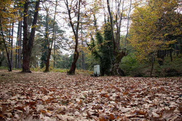 Umgestürzte Blätter Tiefen Wald Getrocknete Blätter Waldboden Herbst Wald Schöner — Stockfoto