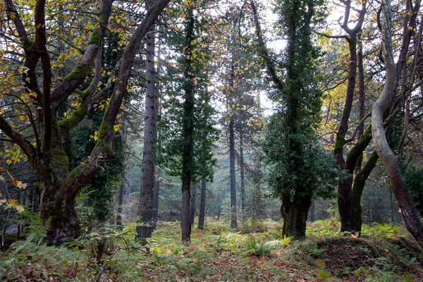 Musim Gugur Hutan Berjalan Jalan Sekitar Hutan Lihat Pemandangan Berjalan — Stok Foto