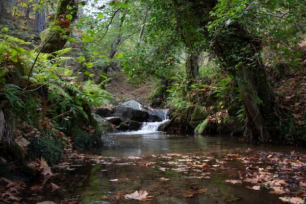 Dedaunan Jatuh Air Terjun Berbatu Berbatu Sungai Feed Sepanjang Sungai — Stok Foto