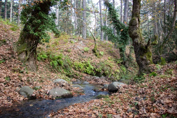 岩の多い川に落ちた葉 岩の多い小川は川に注ぐ 秋には風光明媚な森の葉 美しい森と川の風景 — ストック写真