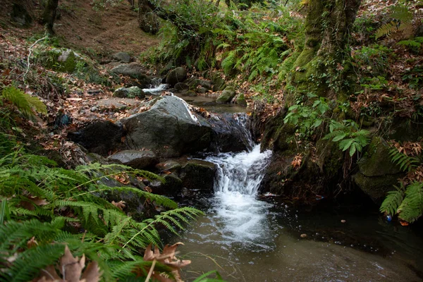 岩の多い滝に落ちた葉 岩の多い小川は川に注ぐ 森の中の滝 美しい森と川の風景 — ストック写真