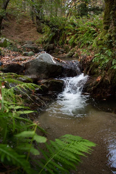 Dedaunan Jatuh Air Terjun Berbatu Berbatu Sungai Feed Sepanjang Sungai — Stok Foto