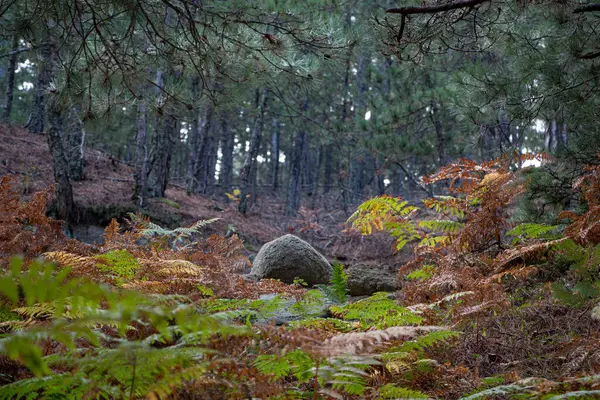 Otoño Bosque Caminando Por Carretera Alrededor Del Bosque Ver Paisaje — Foto de Stock