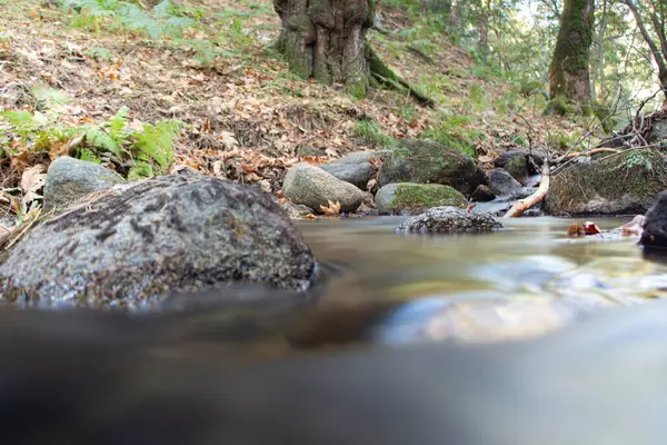 Hojas Caídas Cascada Rocosa Arroyo Rocoso Alimenta Largo Del Río — Foto de Stock