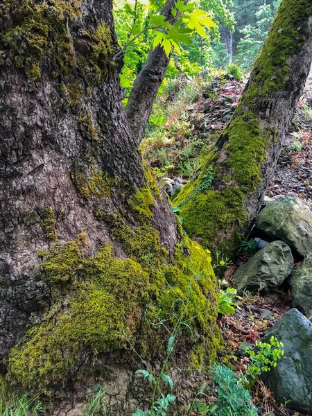 Hutan Berlumut Alam Bukit Hutan Dalam Pohon Pohon Besar — Stok Foto