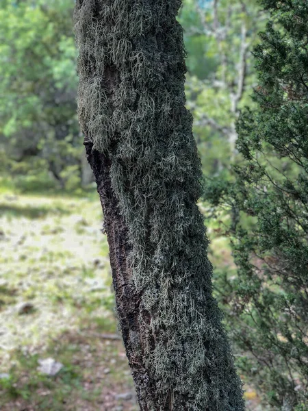 Nature Mossy Tree Forest Hill Deep Forest Big Trees — Stock Photo, Image