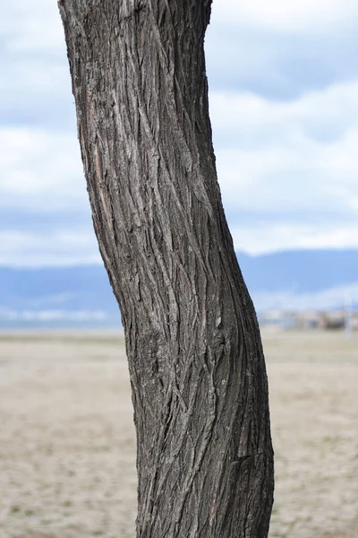 Tronco Albero Campo Con Cielo Nuvoloso Sullo Sfondo Tronco Albero — Foto Stock