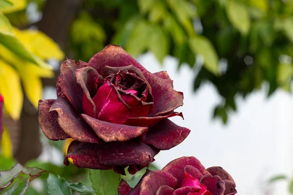 Rosa Rossa Con Fioritura Giardino Asciugare Rosa Nel Ramo Giardino — Foto Stock