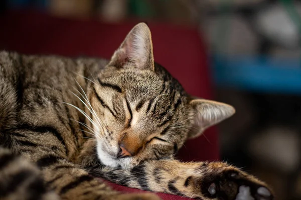 A cat laying on a lounge, curled up and asleep, Fun brown striped short-haired cat sleeps with comfort on the bed. A sleepy tabby cat rests in a home