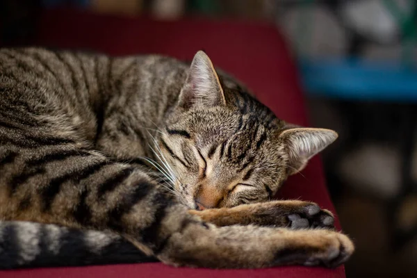 A cat laying on a lounge, curled up and asleep, Fun brown striped short-haired cat sleeps with comfort on the bed. A sleepy tabby cat rests in a home