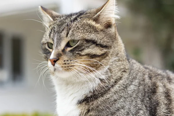 Porträt Der Wildkatze Die Katze Lebt Auf Der Straße Porträt lizenzfreie Stockbilder