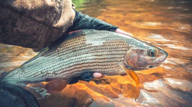 Grayling was caught fly fishing on a forest river.