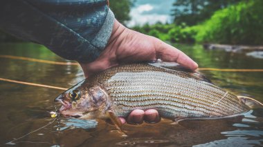 Grayling was caught fly fishing on a forest river.