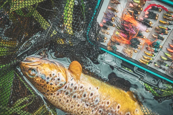 Picturesque Trout Caught Fly — ストック写真