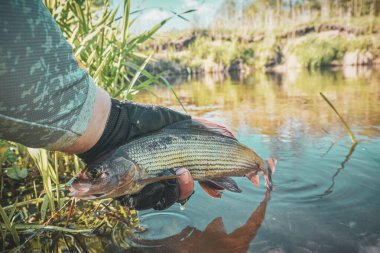 The fisherman caught a grayling with a fly. Fly fishing and tenkara.