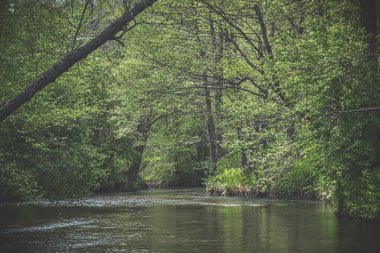 Beautiful forest stream among the trees.