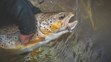 Beautiful trout in the hands of the angler. Principle caught and released.