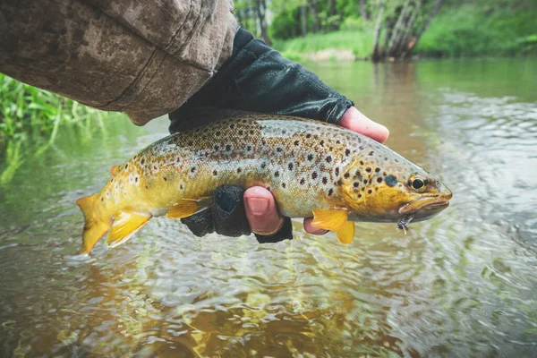 Beautiful Trout Hands Angler Principle Caught Released — Stockfoto