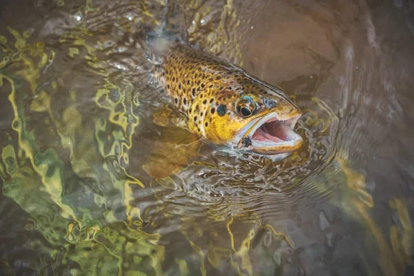 Hermosa Trucha Las Manos Del Pescador Principio Capturado Liberado — Foto de Stock