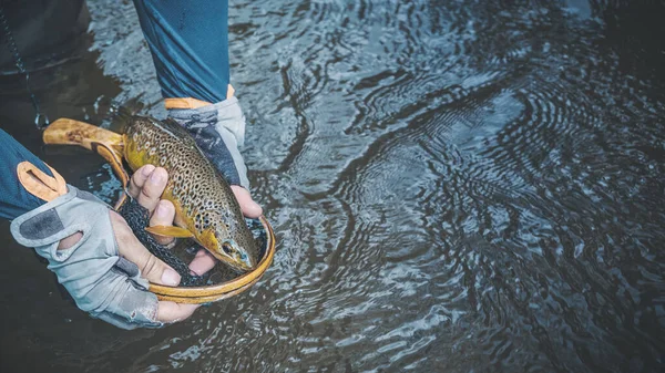 Pescador Suelta Trucha Río — Foto de Stock