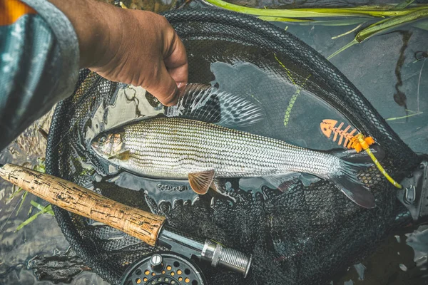 Grayling Fondo Red Aterrizaje Varilla Pesca Con Mosca —  Fotos de Stock