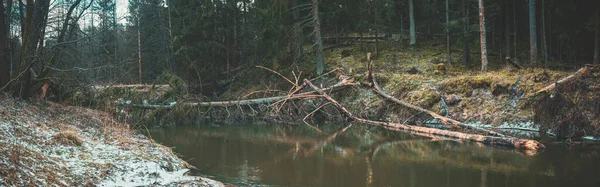 Drzewa Zdmuchnięte Przez Wiatr Brzegach Rzeki — Zdjęcie stockowe