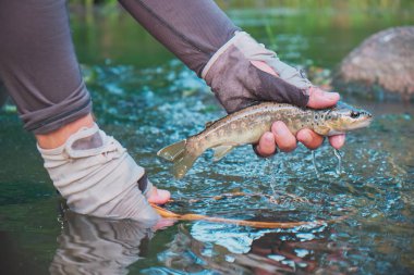 Balıkçı alabalığı nehre bırakır..