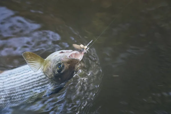 Hermoso Grises Atrapados Sobre Marcha Pesca Con Mosca — Foto de Stock