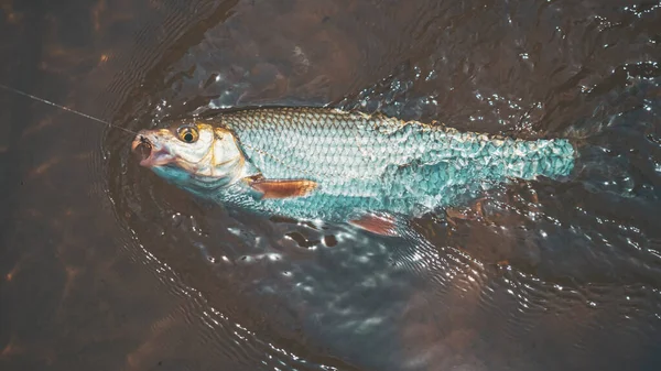Fish Dace Caught Fly Fly Fishing — Stock Photo, Image