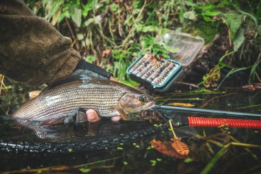 Grayling yapay bir sineğe yakalandı. Uç balık ve tenkara..