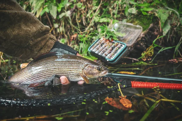 Grayling Yapay Bir Sineğe Yakalandı Balık Tenkara — Stok fotoğraf