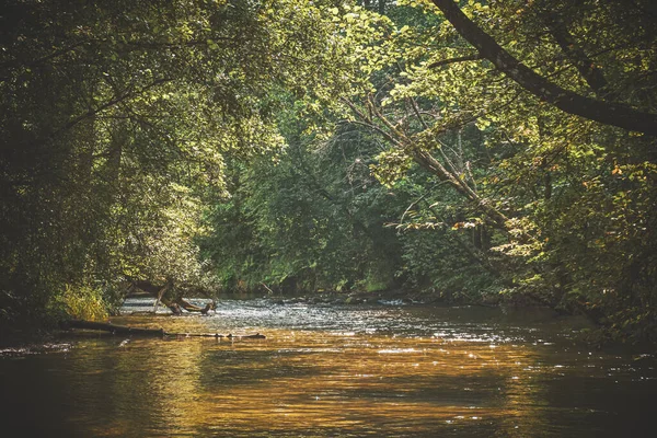 Rivière Forestière Entourée Arbres — Photo