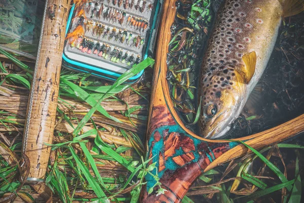 Alabalık Yapay Bir Sineğe Yakalandı Balık Tenkara — Stok fotoğraf