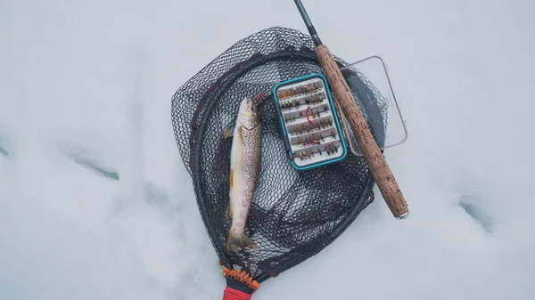 Trota Catturata Una Mosca Artificiale Pesca Mosca Tenkara — Foto Stock